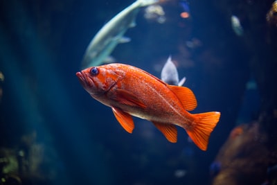红鱼水下摄影